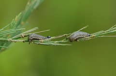 Crioceris duodecimpunctata