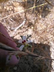 Pelargonium senecioides