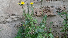 Sonchus oleraceus