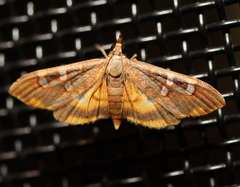 Prophantis