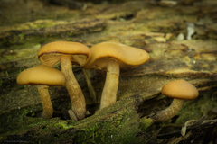 Kuehneromyces lignicola