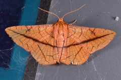 Striglina