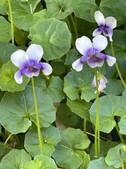Viola hederacea