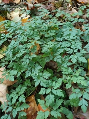 Geranium robertianum