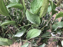 Echinodorus grandiflorus