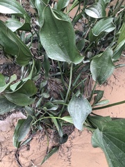 Echinodorus grandiflorus