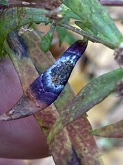 Botryosphaeria dothidea