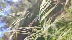 Austrolestes analis