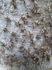Tumicla sagenaria