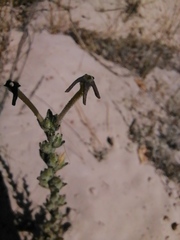 Lyperia tristis