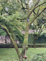 Acer japonicum