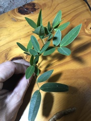 Senna corymbosa