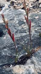 Watsonia fergusoniae