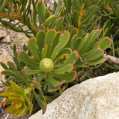 Leucadendron muirii