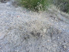 Centaurea parviflora