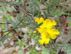Hibbertia crinita