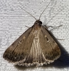 Tathorhynchus fallax