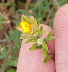 Hibbertia crinita