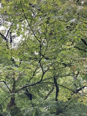 Acer japonicum