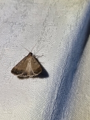 Tathorhynchus fallax