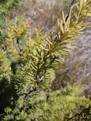 Asparagus rubicundus