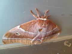 Gonimbrasia belina