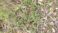 Hibbertia crinita