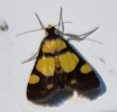 Deuterarcha xanthomela