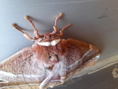 Gonimbrasia belina