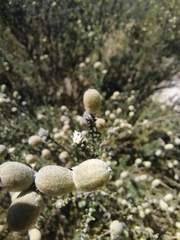 Phylica cephalantha