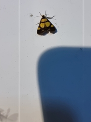 Deuterarcha xanthomela