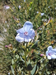 Lobostemon glaucophyllus