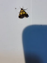 Deuterarcha xanthomela