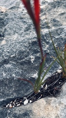 Watsonia fergusoniae