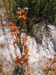 Manulea tomentosa