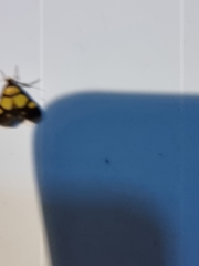 Deuterarcha xanthomela