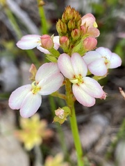 Stylidium junceum