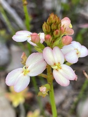 Stylidium junceum