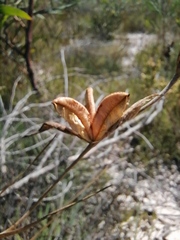 Gladiolus carinatus