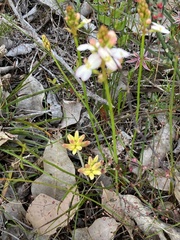 Stylidium junceum