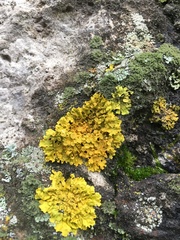 Xanthoria parietina