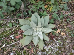 Verbascum