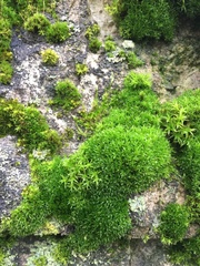 Syntrichia ruralis