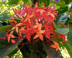 Ixora coccinea