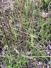 Microtis arenaria