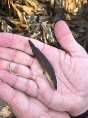 Gaidropsaridae