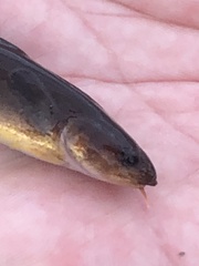 Gaidropsaridae