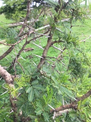 Vachellia karroo