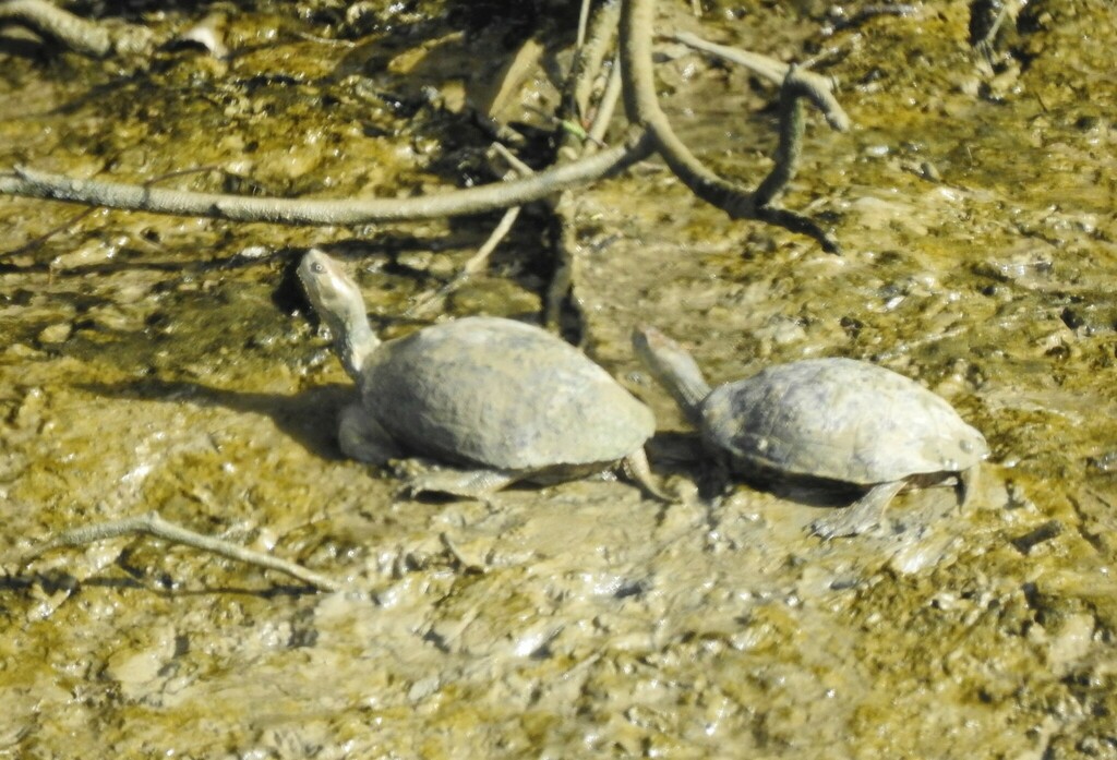 Mediterranean Turtle from Larache, Morocco on October 12, 2022 at 10:11 ...