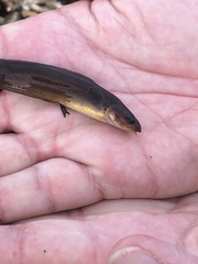 Gaidropsaridae